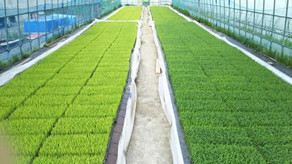 田伝むしの育苗ハウス