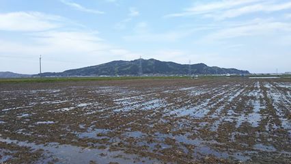 田伝むしの春の田んぼ