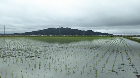 2017年田伝むしの田植え