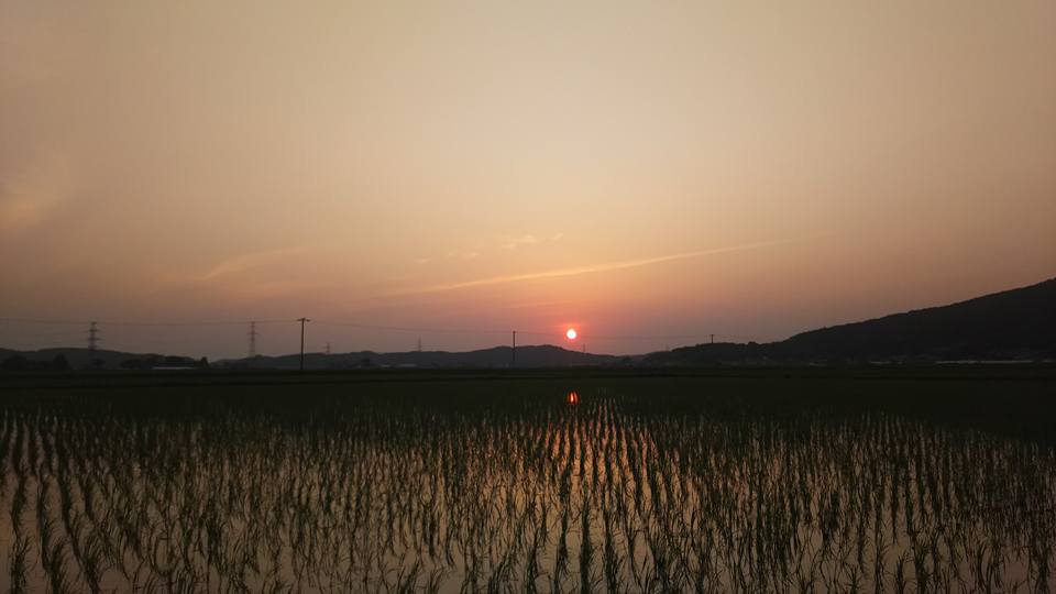 梅雨入りしましたね。 昨日は早速本領発揮したような雨降りの１日でした。 6月上旬は風が冷たいのが心配でしたが、ここ最近は気温が上がってきたので、この調子で行ってほしいなぁと念じています。 田植えから1ヶ月経って稲の姿が明らかに変わって来ました。茎が増え、葉の幅が広く緑色が濃くなってます。 今年は天気がおかしいような兆候があり最後まで油断できないので、稲の成長を見守りより良い環境を整えられるようにしたいです。