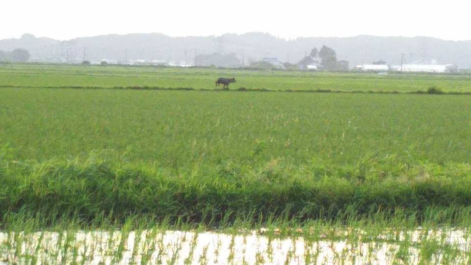 田んぼを走り抜けるカモシカ