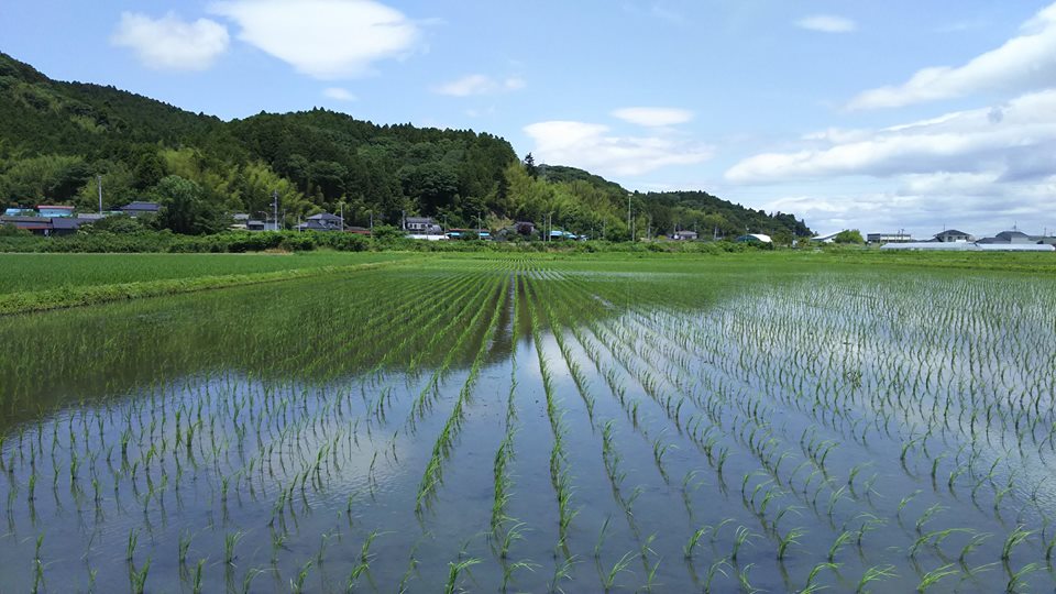 農薬不使用ササニシキ田伝むしの除草作業