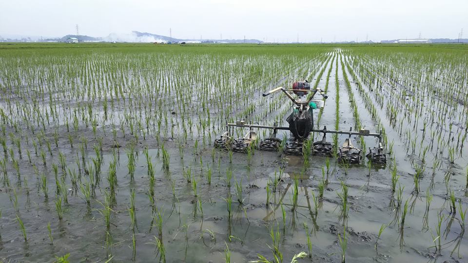 農薬不使用ササニシキ田伝むしの除草作業