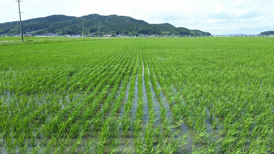 農薬不使用ササニシキ農家田伝むしの田んぼ