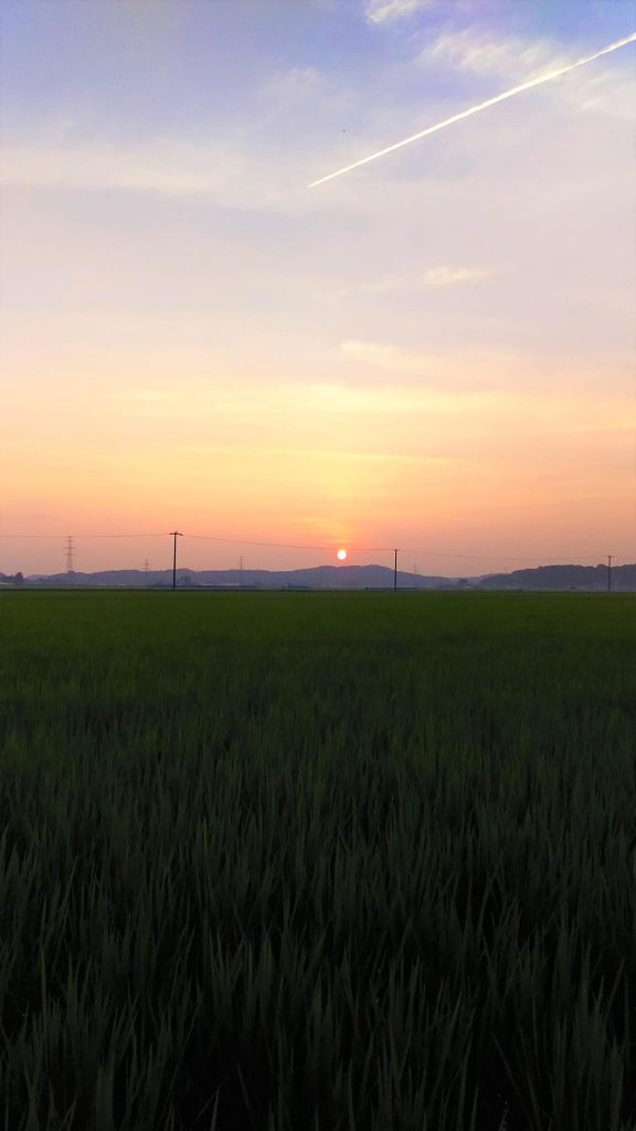 農薬不使用ササニシキ田んぼ