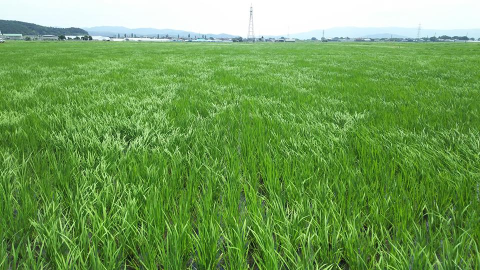 農薬不使用ササニシキ田伝むしの田んぼの風景