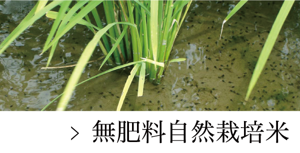 令和7年産 宮城県産 ササニシキ 白米 生体エネルギー農法 栽培期間中農薬不使用 (2kg) 定期米 令和７年産【生体エネルギー農法米】ササニシキ 白米 ５kg 生体エネルギー農法米 無農薬ササニシキの専門店 田伝むし