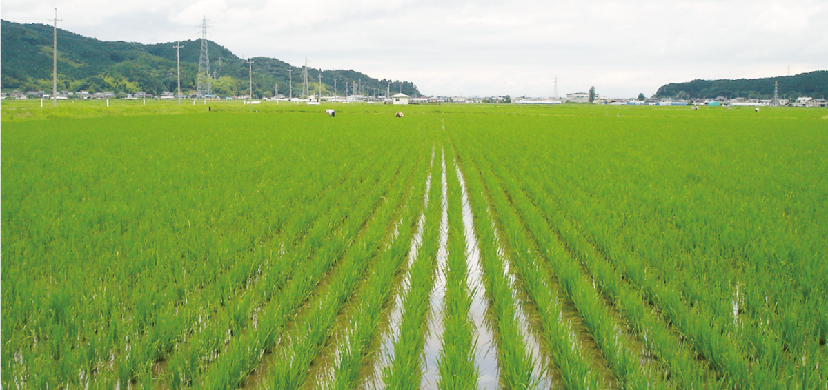 無肥料自然栽培米 無農薬ササニシキの専門店 田伝むし 無肥料自然栽培米 無農薬ササニシキの専門店 田伝むし
