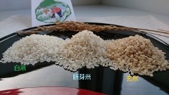 令和５年産【無肥料自然栽培米】《天日干し》ササニシキ　胚芽米　5kg