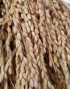 令和4年産【無肥料自然栽培米】《天日干し》ササニシキ　玄米　5kg