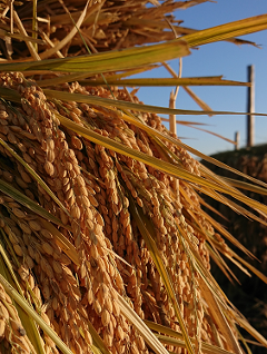 【ピロール農法米】《天日干し》ササニシキ　白米　３kg