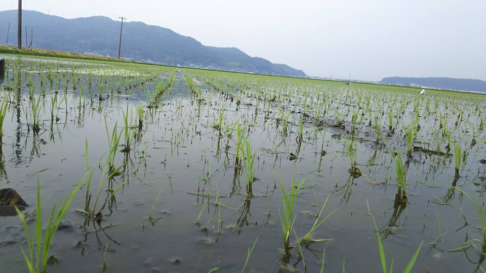 農薬不使用ササニシキ田伝むしの田んぼの風景