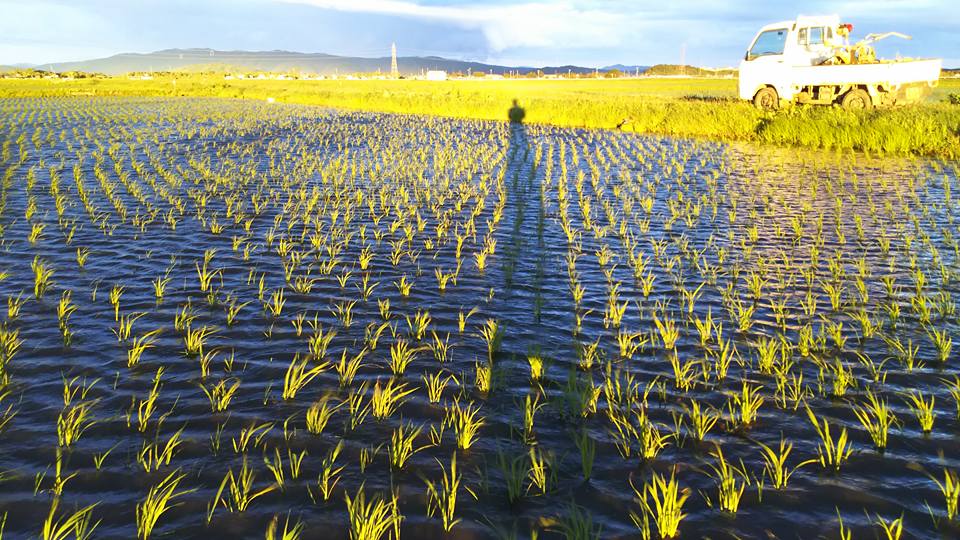 農薬不使用ササニシキ田伝むしの田んぼの風景