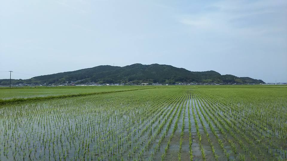 農薬不使用ササニシキ田伝むしの田んぼの風景