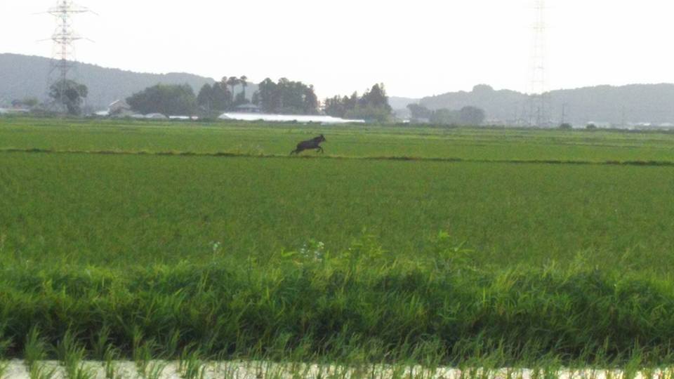 田んぼを走り抜けるカモシカ