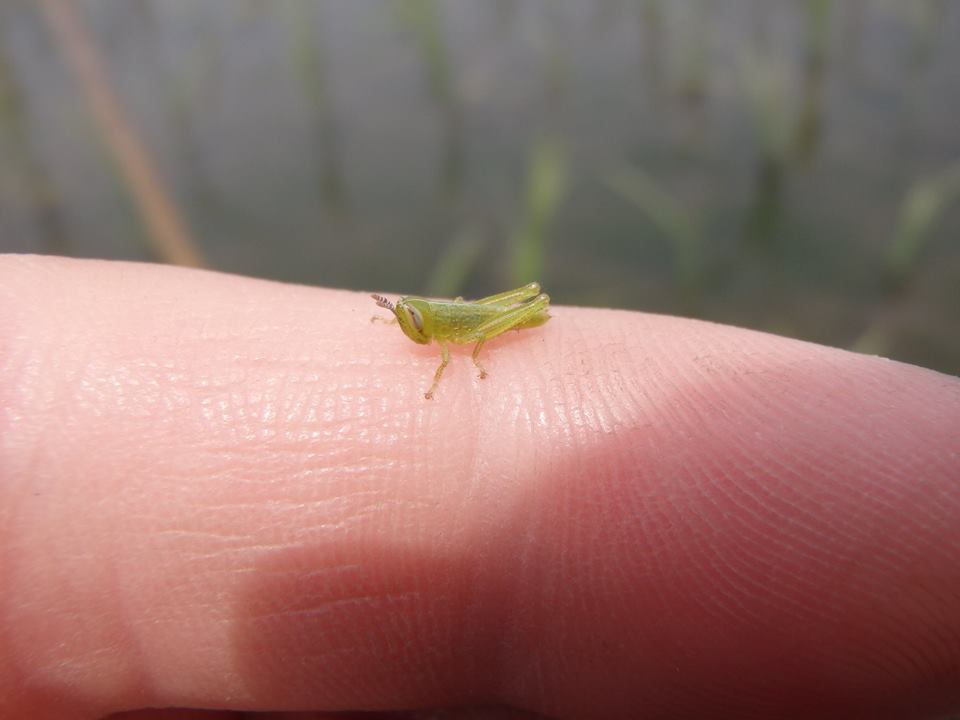 農薬不使用ササニシキ田伝むしの除草作業中にあらわれたお客様