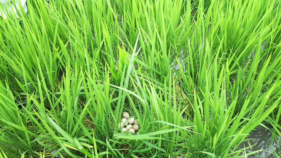 農薬不使用ササニシキの田んぼで見つけた鴨の卵