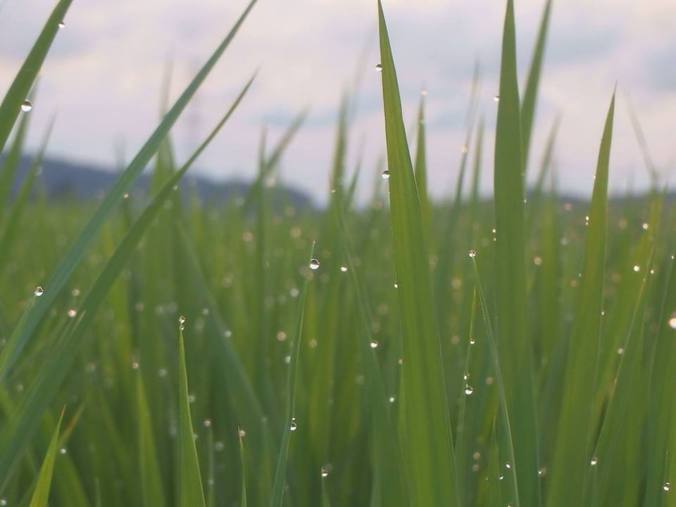 農薬不使用ササニシキ田伝むしの田んぼの風景